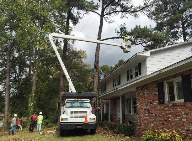  Neodesha, KS Tree Removal Services Pros