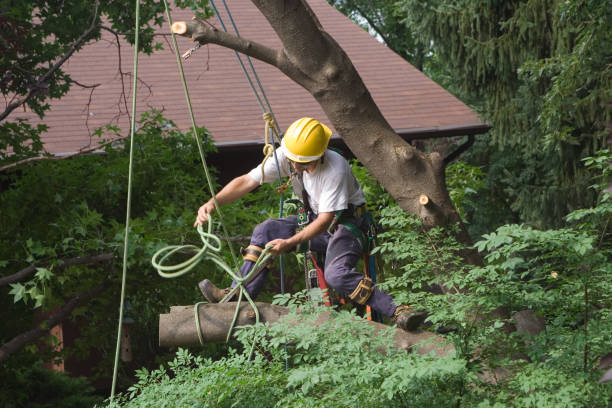 Best Tree Risk Assessment  in Neodesha, KS